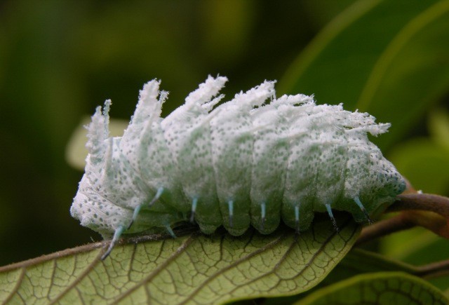 Одна из самых больших бабочек в мире