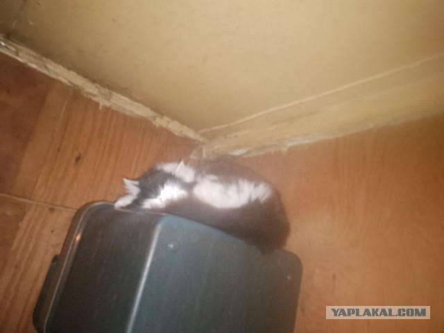 Жизнь домашнего приюта для котеек 539