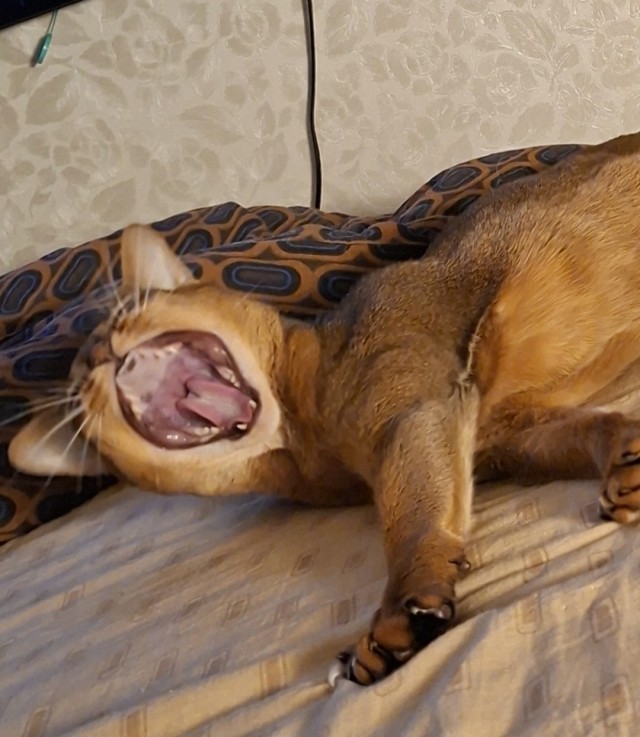 Это что, котовторник?