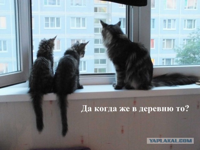 Котовторник 25.06.2013