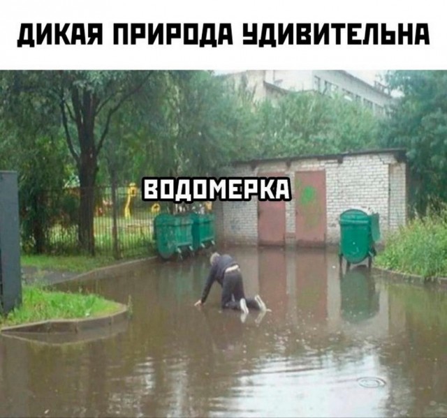 Пятничные бояны