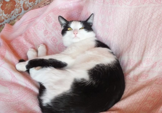 Моя жена не умеет фоткать кота
