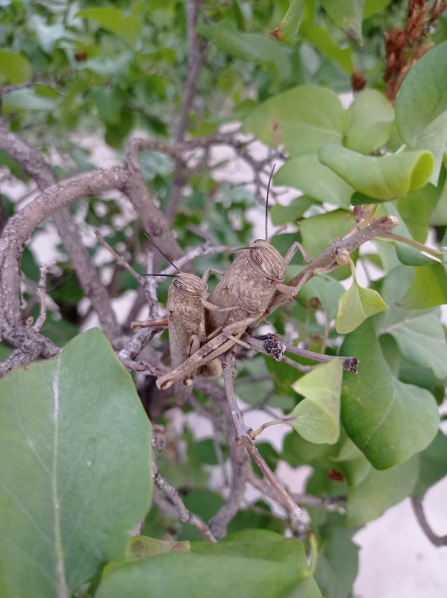 В мире животных