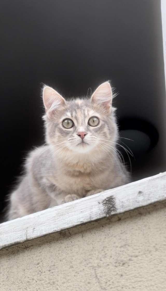 Котëнок из-под капота автомобиля вырос в красивую кошку