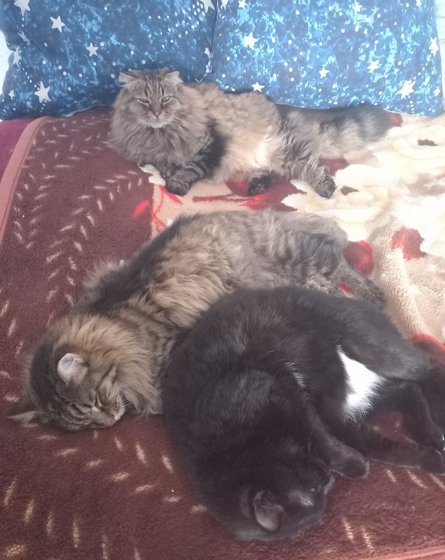 К котовторнику)
