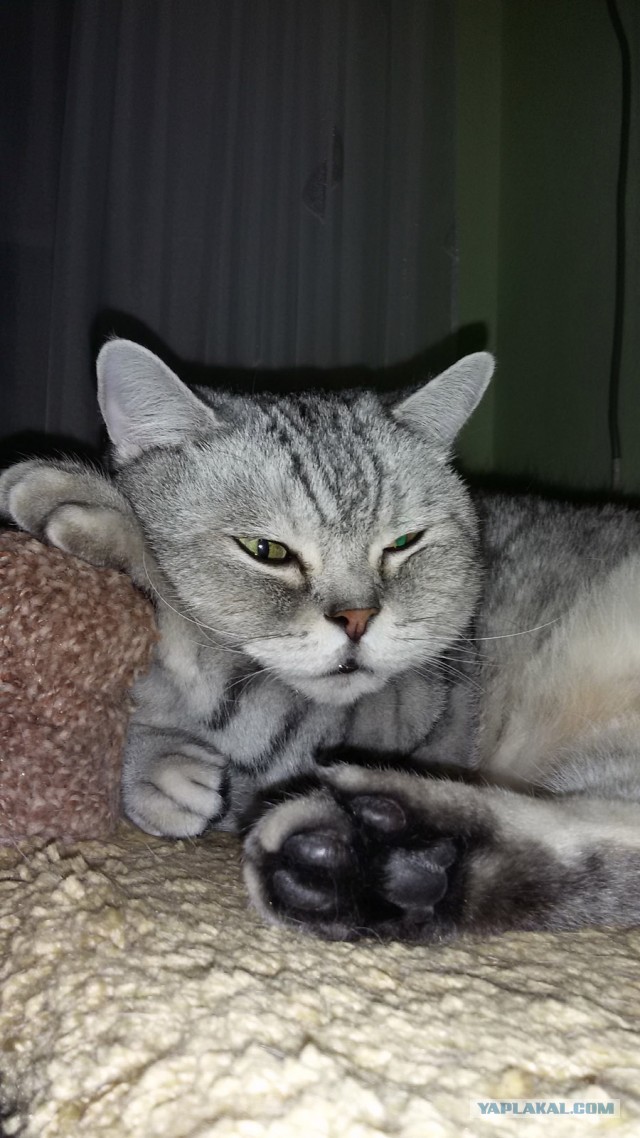 Котэ в возрасте. Финал.