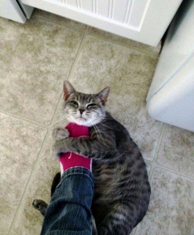 Чутка кошек