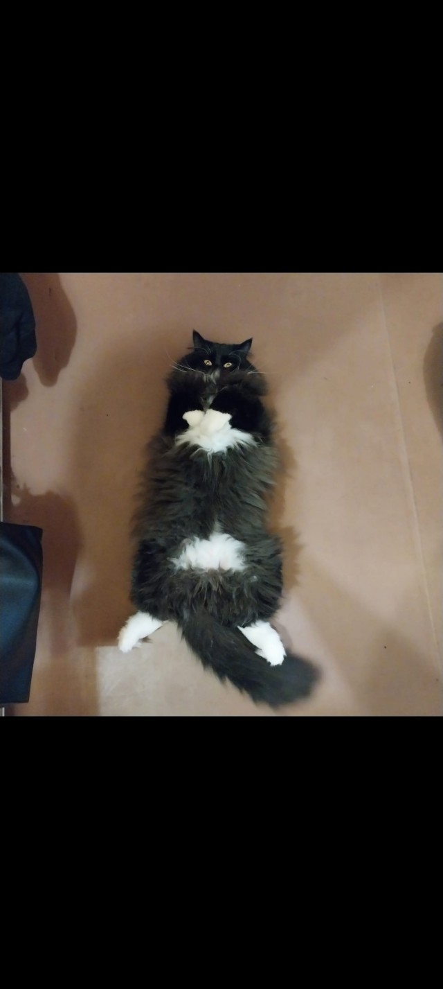 Вот и мой кот