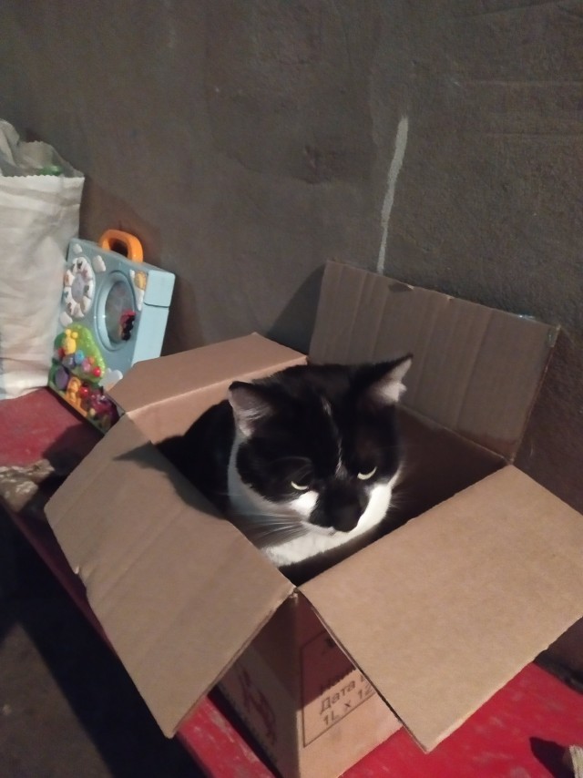 Ч/б котьки