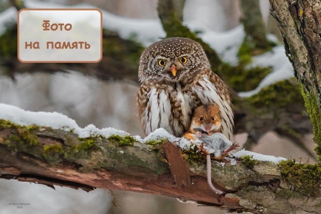 Сова ты ты дома надеюсь