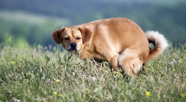 Решил я тут узнать, почему уехавшие так ...