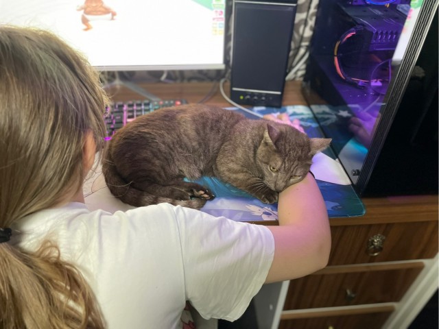 Котовторник