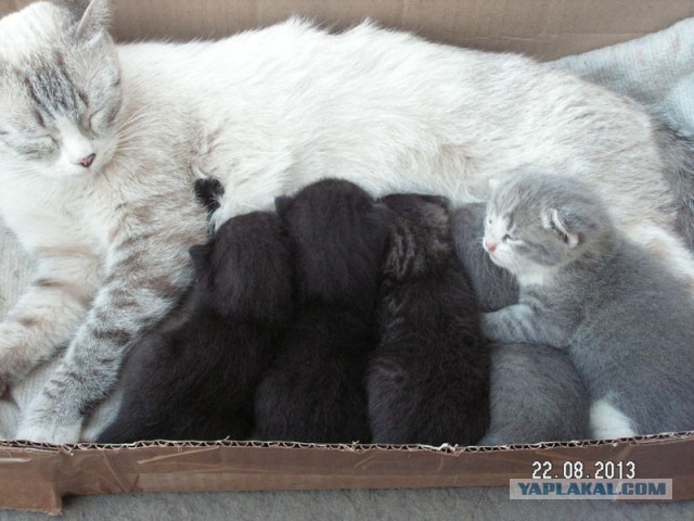 Подобрали кошку
