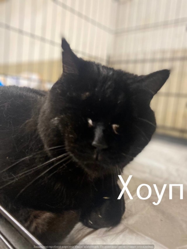 Жизнь домашнего приюта "Котоленд" 556