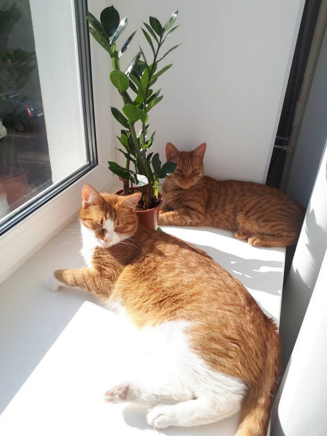 Котовторник. Начало