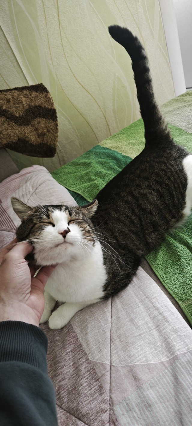 Котовторник 29.09.2026