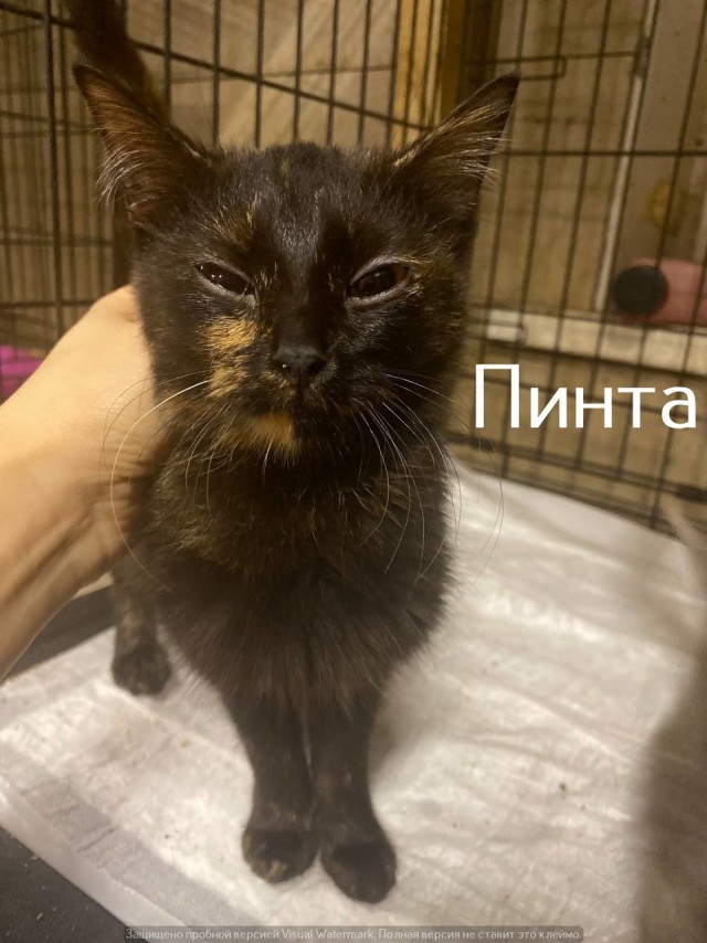 Жизнь домашнего приюта "Котоленд" 567