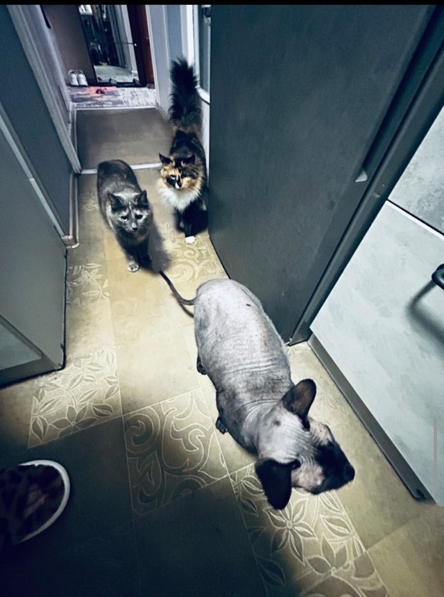 Котовторник.