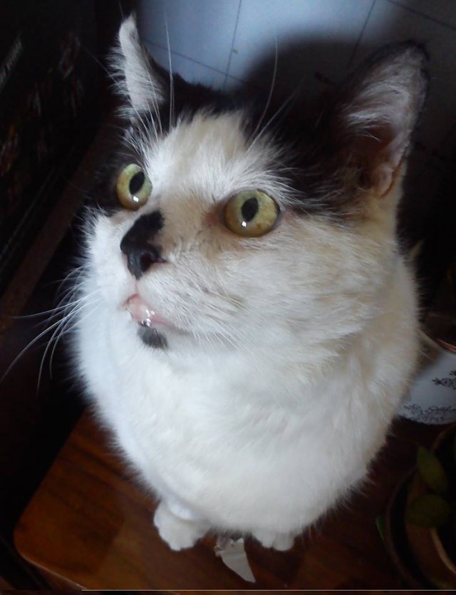 Невыразительные коты