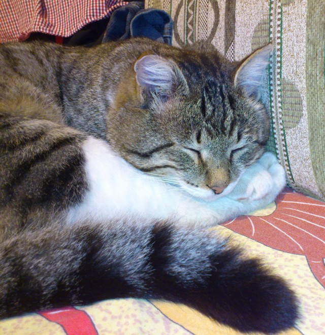 Котовторник 12.11.2013
