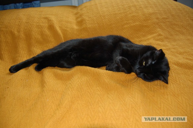 Котовторник 17.06.2014