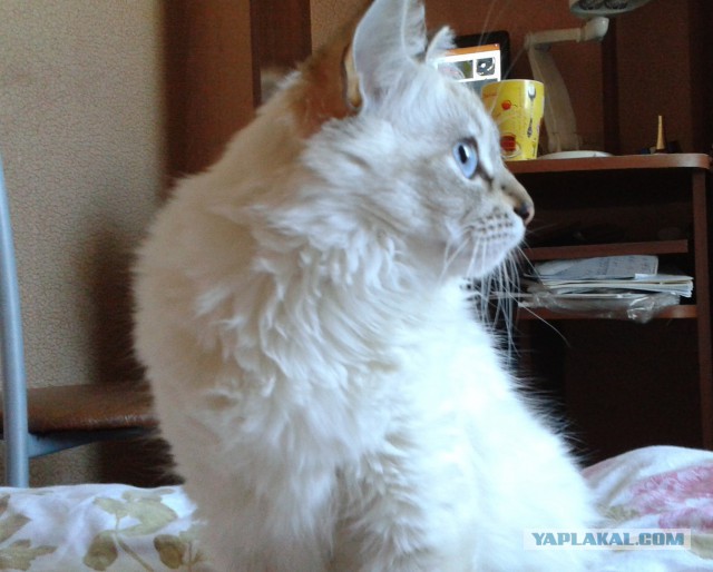 Котовторник  08.07.2014