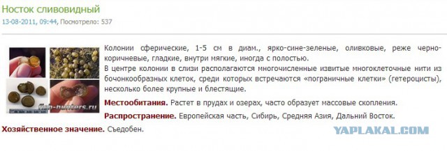 Что это?