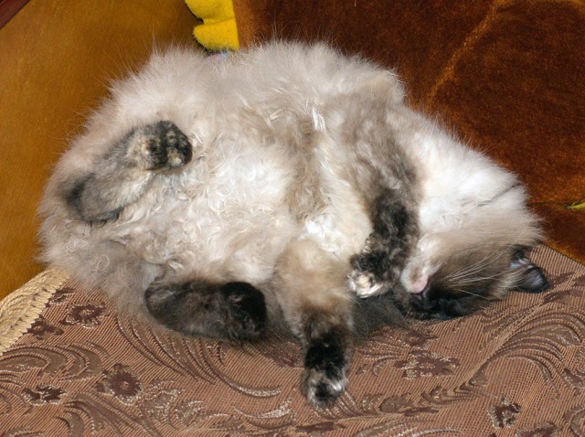 Котовторник 09.09.2014