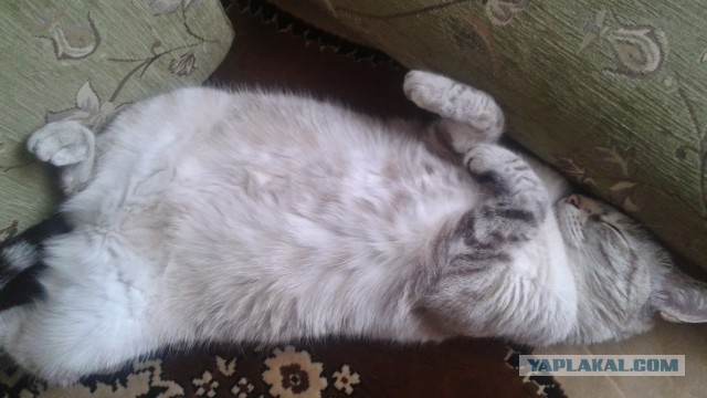 Котовторник 7.10.2014