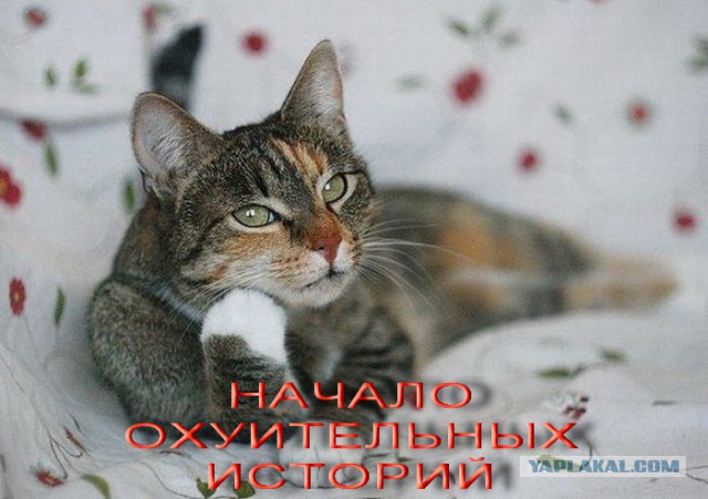 Котовторник 21.10.2014