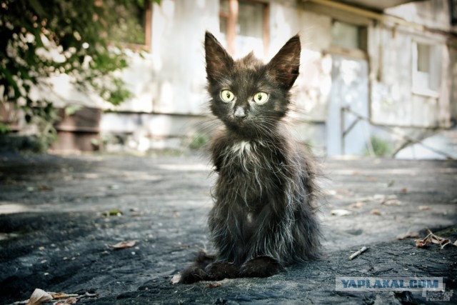 КотЭ против крокодила