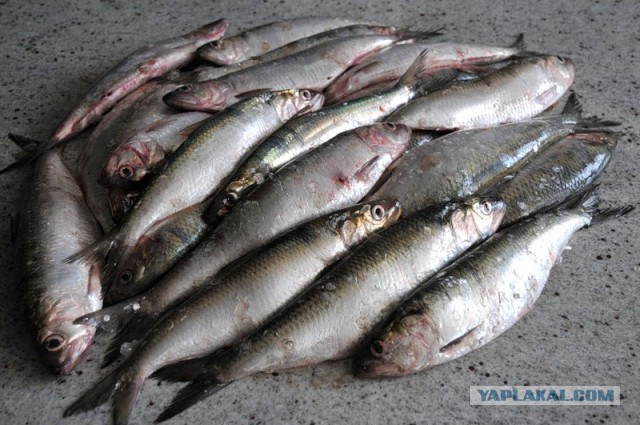 Какие продукты уникальны для Вашего региона?