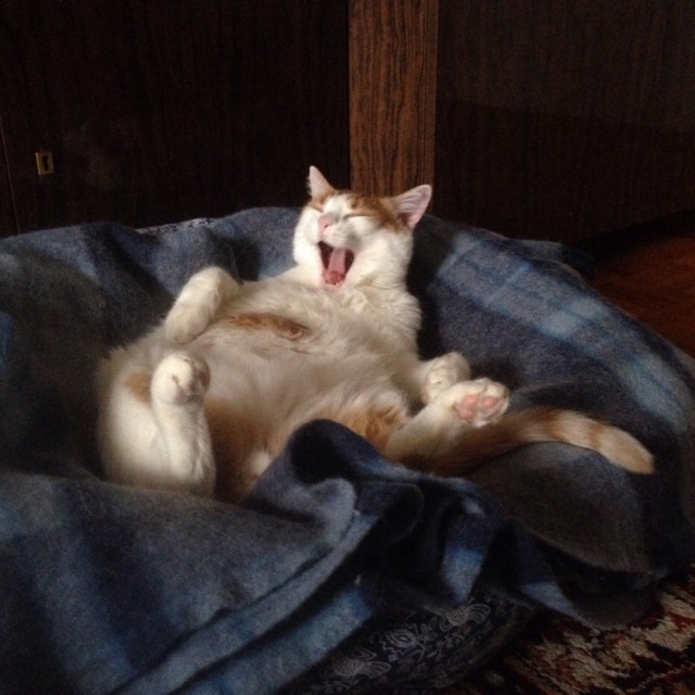 Котовторник 24.03.2015