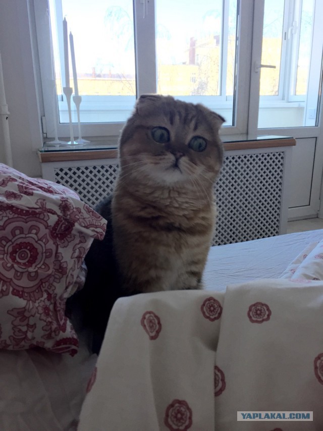 Котовторник 31.03.2015