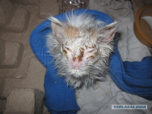 Выжившие кошки, которых спасли и полюбили