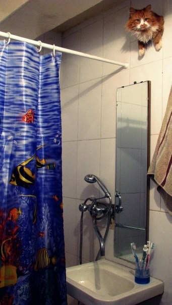 Прикольные картинки из сети