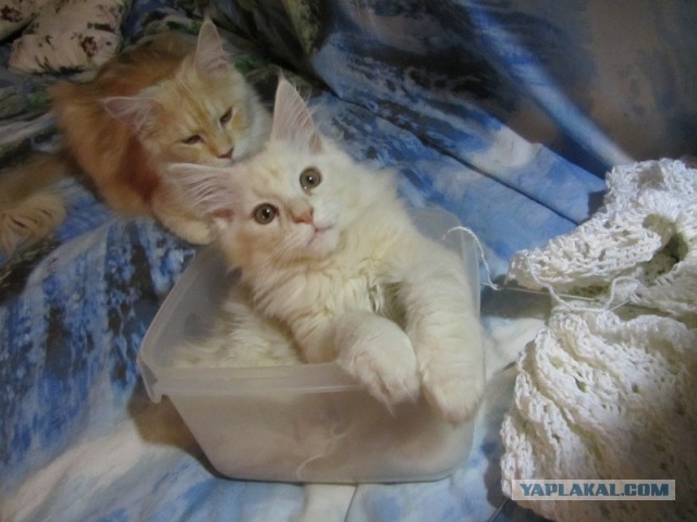 Котовторник