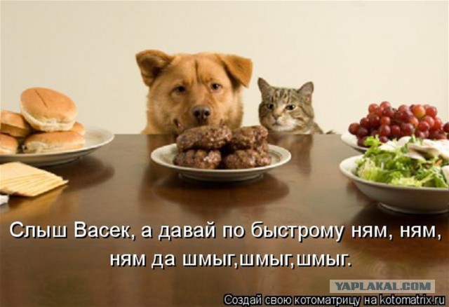 Интересные факты о кошках