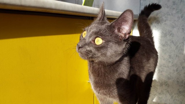 Котовторник наступил!:)
