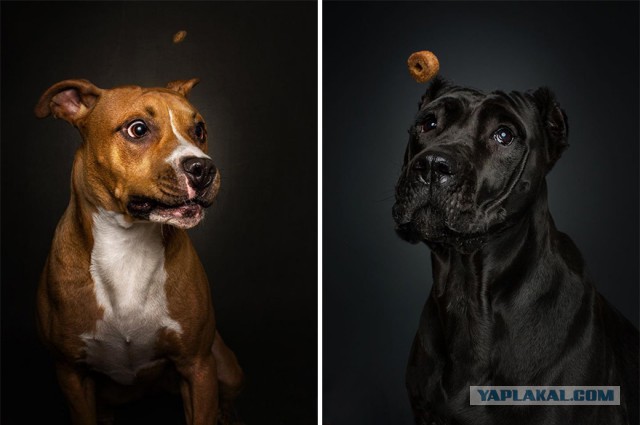 Photographer Captures Hungry Dogs' Hilarious Expressions When They Catch Treats