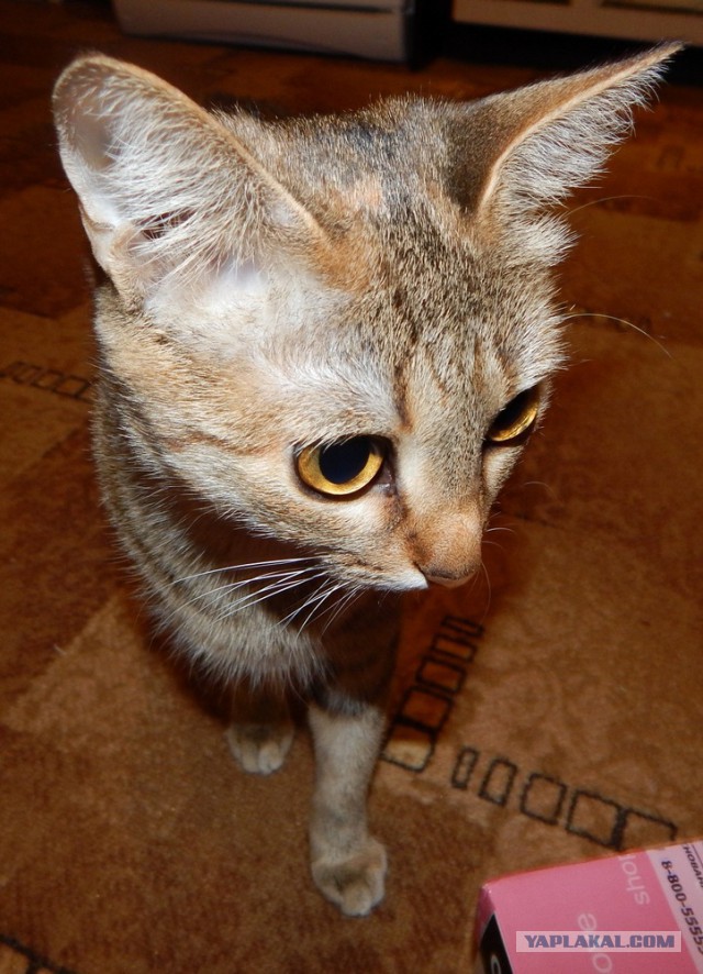 Пост невероятной кошачьей красоты. 25 фот.