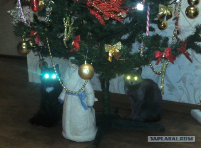Новогодний котовторник,05.01.16.