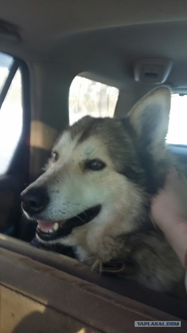 Ненужный пёс