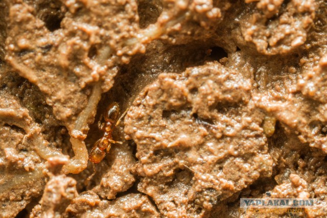 Муравьиное братство: пьяные оргии, «Поза чемоданчика» и «Не пади врагу»