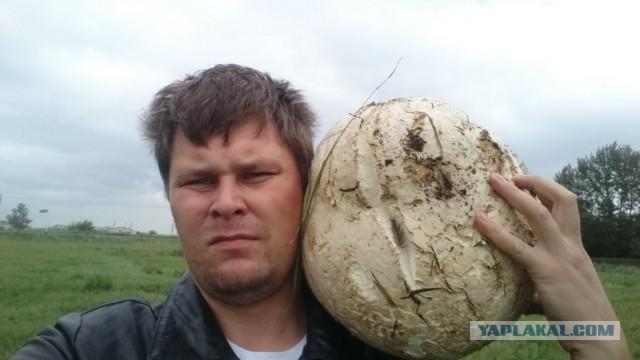 Пожарить с картошечкой, ммм - шик!
