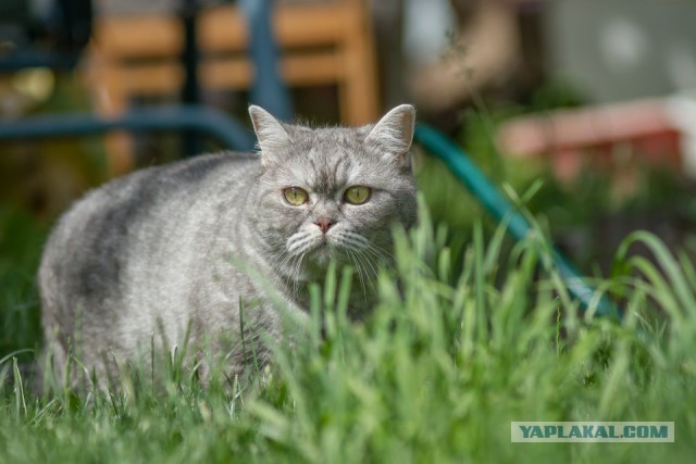 Котовторник 04.10.16