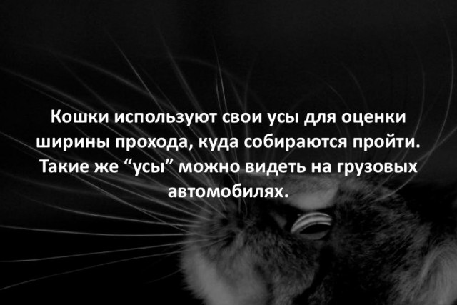 44 интересных факта в картинках. Продолжение