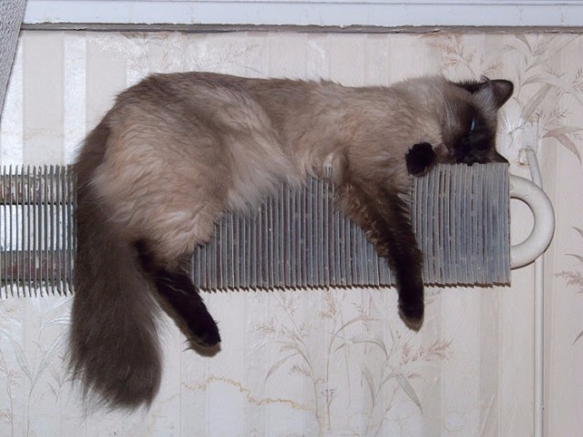 Коты из сети