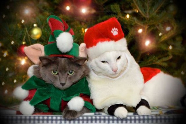 Коты из сети