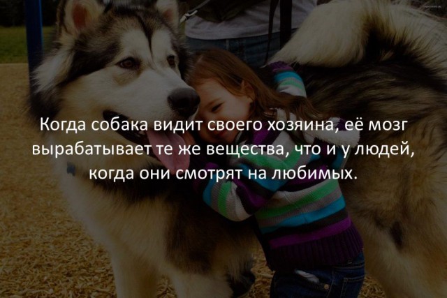 40 интересных фактов в картинках.